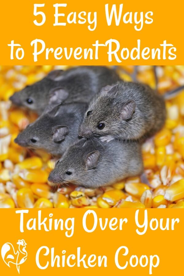 Rats, mice and how to keep them away from your chickens.
