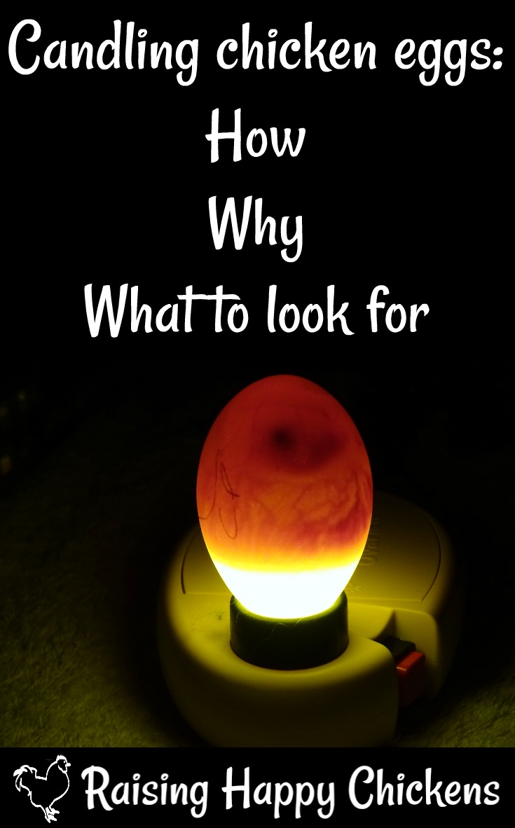 candling eggs how to watch a speck grow into a chick deviled eggs christmas