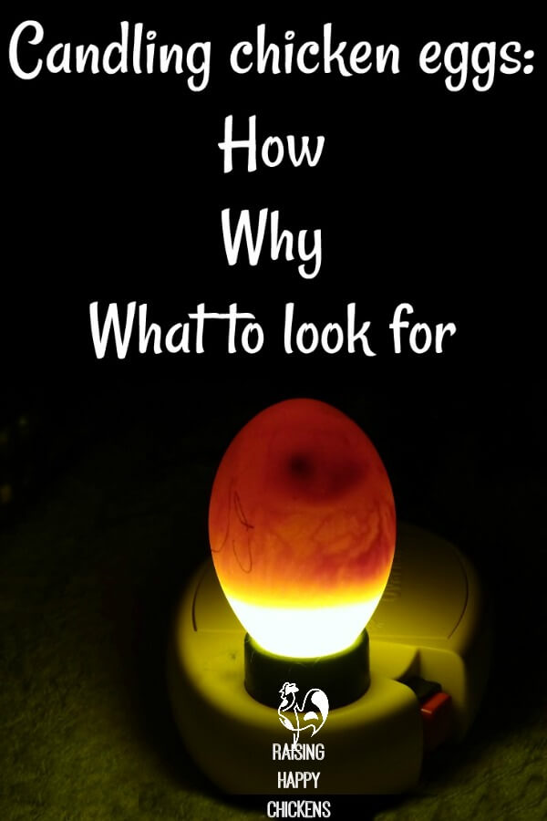 Candling Eggs How To Watch A Speck Grow Into Candling Ens Eggs What It Means And How To Do Pin For Later