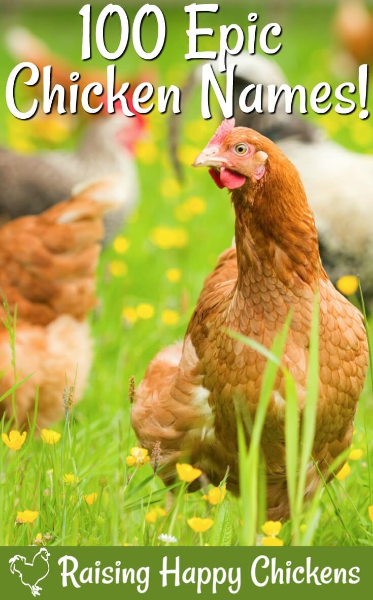 Epic chicken names to choose for your flock!