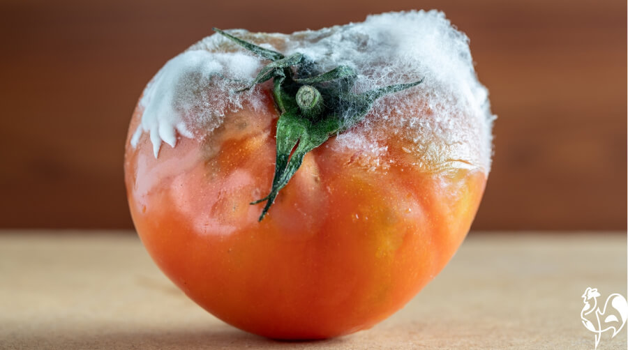 What Should Ens Absolutely Not Eat Mouldy Food Is Not Safe For Ens To Eat If You Wouldn T Give