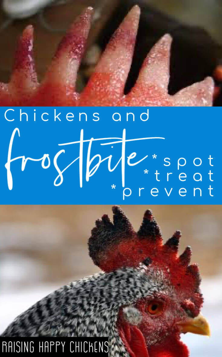 Backyard chickens and frostbite.