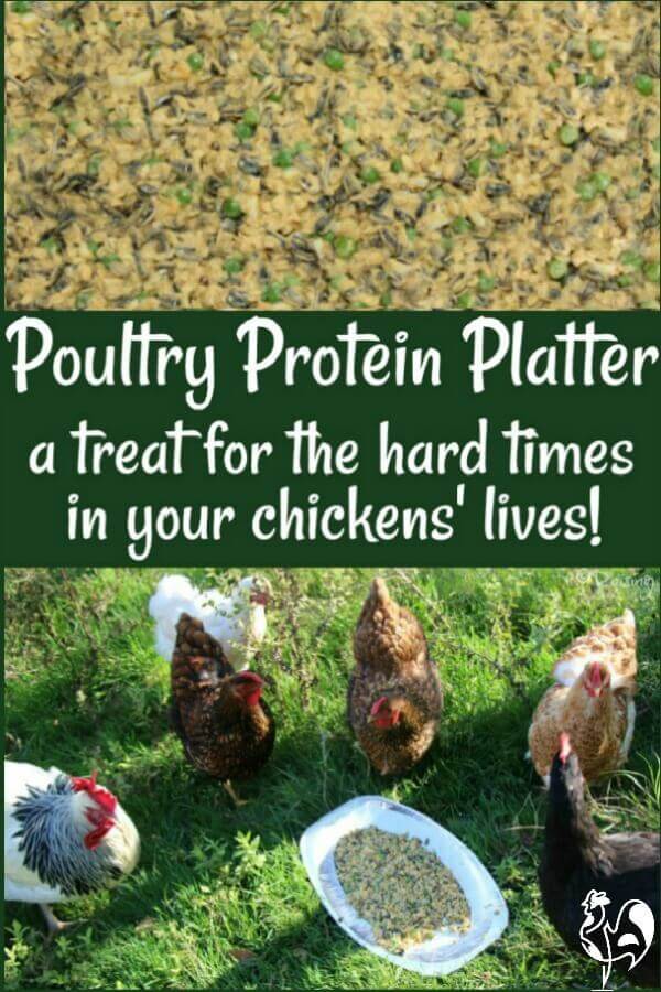 Chicken Nutrition What Do Backyard Chickens Eat