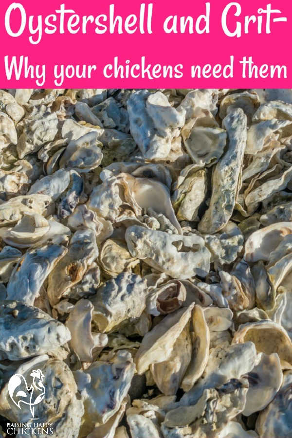 Grit and oyster shell why chickens need them.