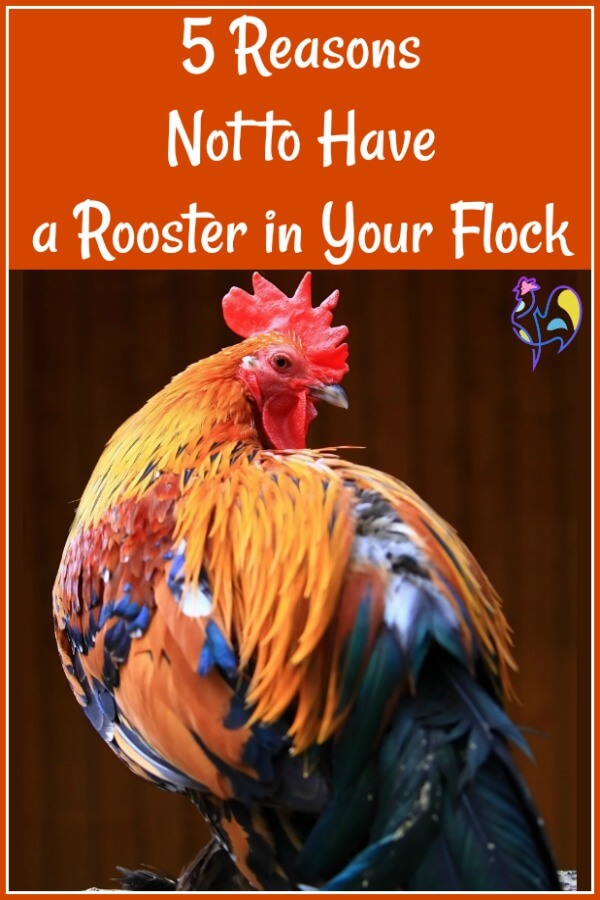 5 good reasons not to have a rooster.