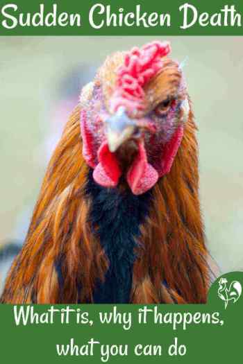 Sudden Death Syndrome why chickens sometimes die unexpectedly.