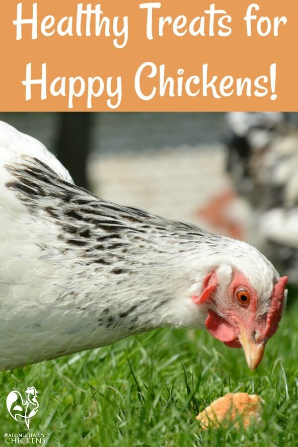 Choosing the healthiest chicken treat for your hens.