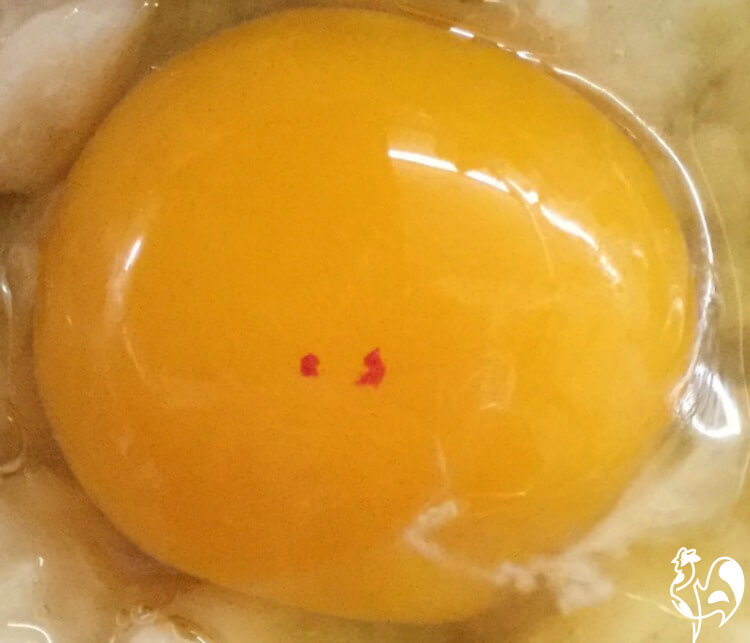 10 facts about fertile chicken eggs 