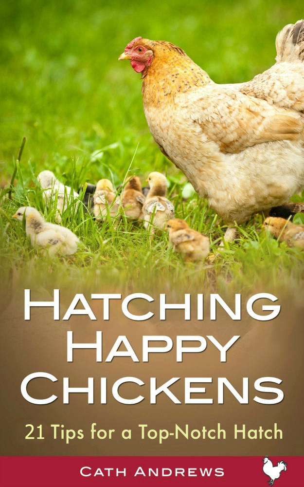 red star chickens designer birds or the mutts of the how to flock a real christmas tree