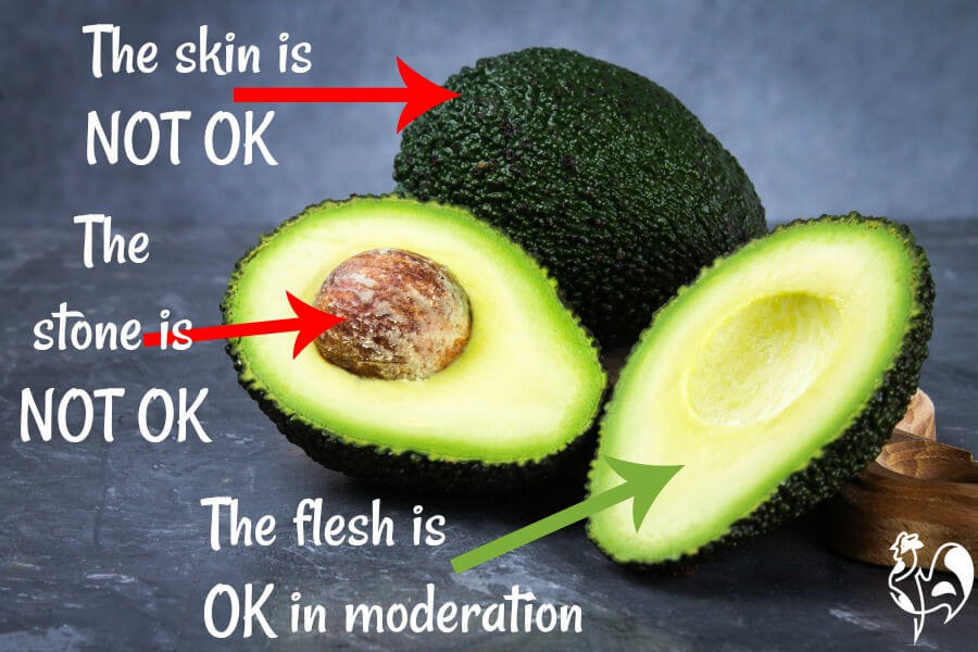What Should Ens Absolutely Not Eat Avocado Skin And Stone Is Bad For Ens But They Can Be Given The Flesh