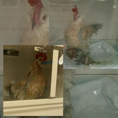 Puff in oxygen tank. Bottom pic on Friday top pic 9 on Monday the day he passed 