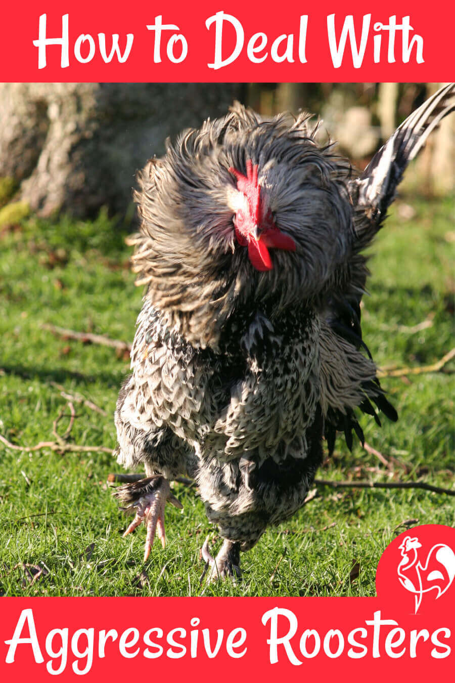 Learn the parts of a Chicken  Rooster, Chickens and roosters, Feather