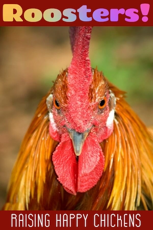 All about roosters – pin for later!