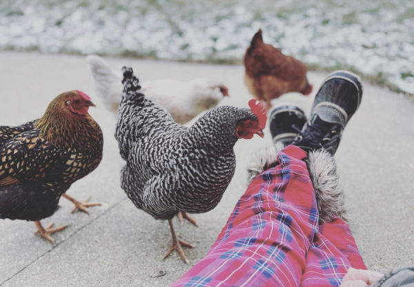 Festive chickens comp 2023 wearing red