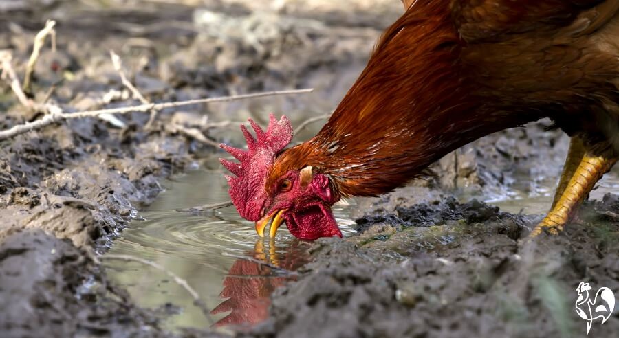 Animal husbandry: how to keep chickens healthy. Animal husbandry: how to keep chickens healthy.