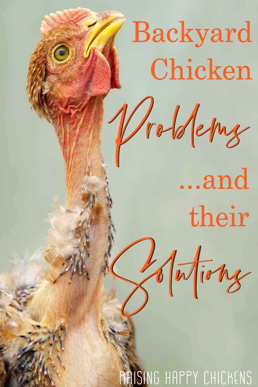 Backyard chicken problems what they are, what to do.