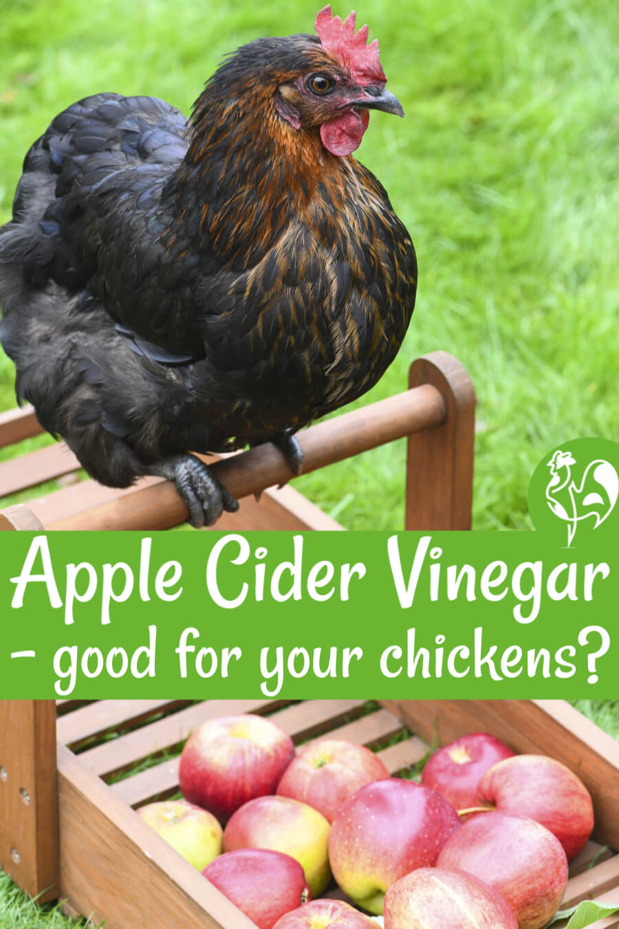 Apple cider vinegar what are the benefits for chickens?