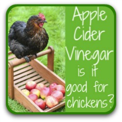 Apple cider vinegar - is it good for chickens? Link.