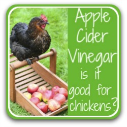 Apple cider vinegar - is it good for chickens? Link.