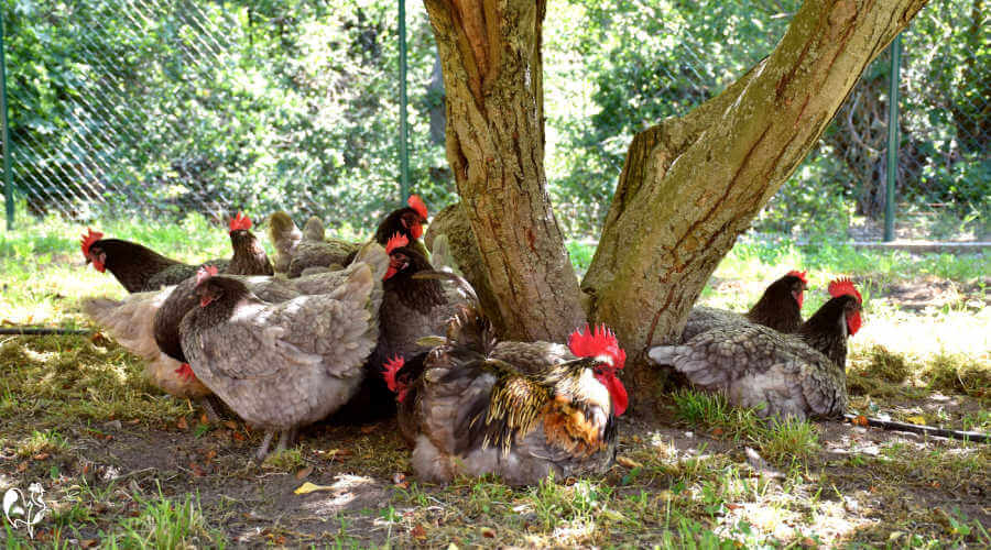 Chickens under an apple tree.