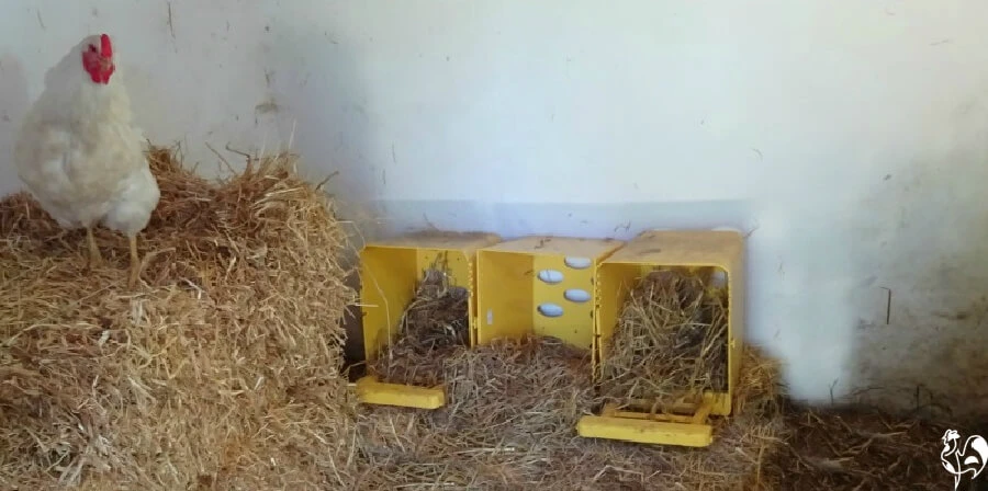 A hen sitting on hay bales with three yellow nest boxes on the ground.