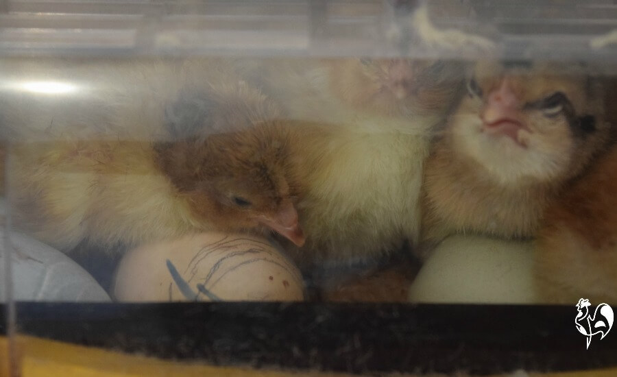 Chicks hatched inside the Octagon 20.