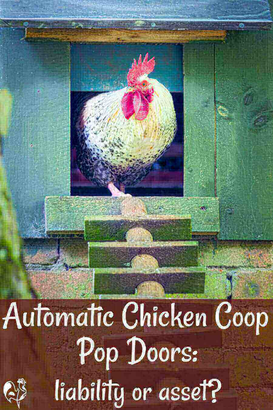 Automatic Chicken Coop Door (Pros and Cons) - Whole Made Living