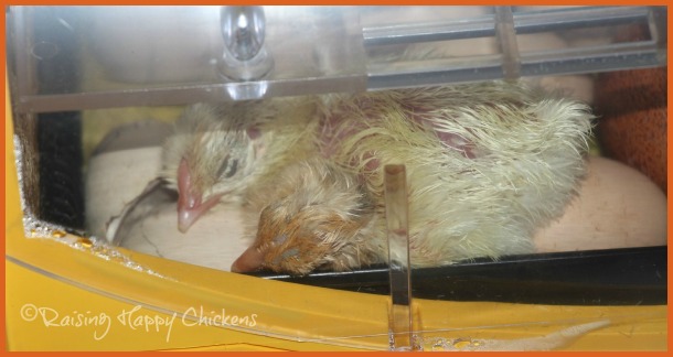 Two baby chicks just hatched. Two baby chicks just hatched.