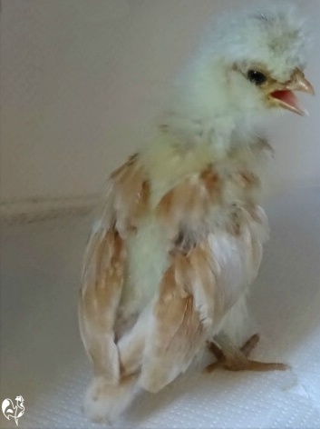 A 4 week old chick showing wing feathers and down.