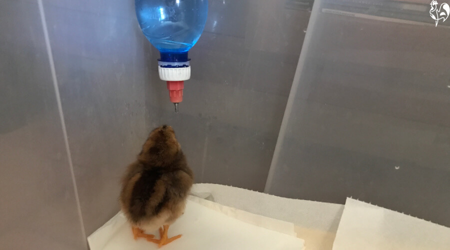 Hang water for your baby chicks! A baby chick takes a drink from a hanging bottle with a nipple waterer attached.