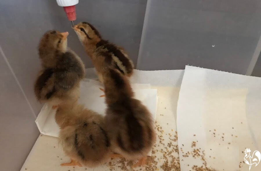 Four chicks drinking from the bottle waterer.