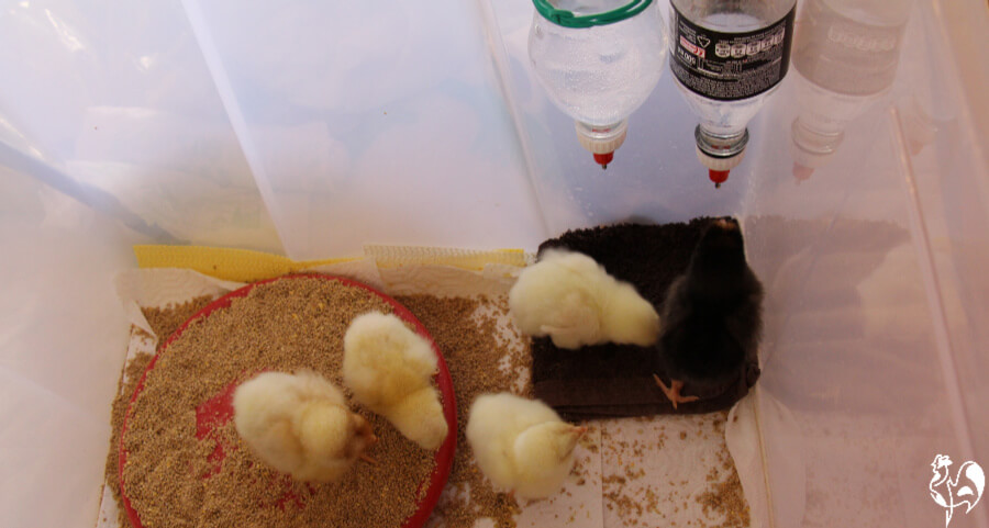 Four baby chicks drink from two bottle waterers.