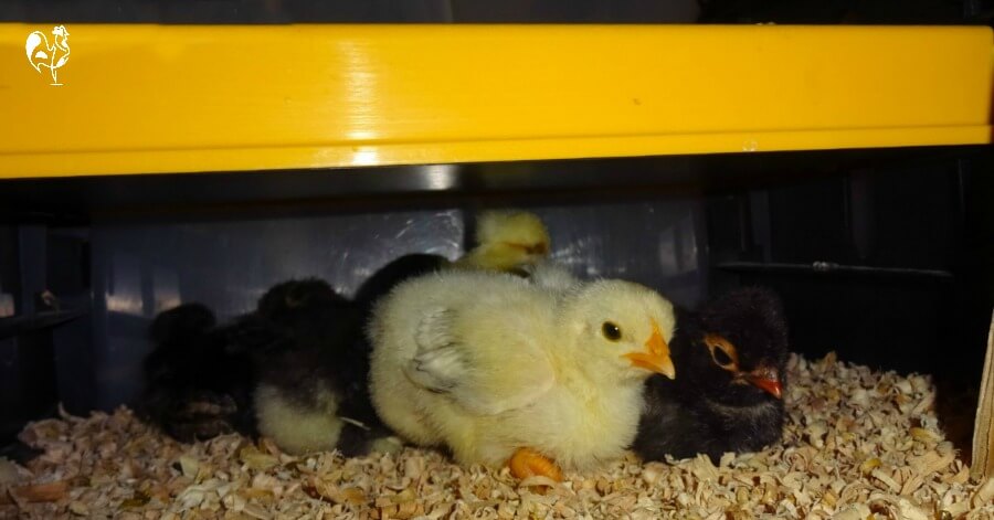 Bébés poussins perchés sous leur lampe chauffante la nuit.