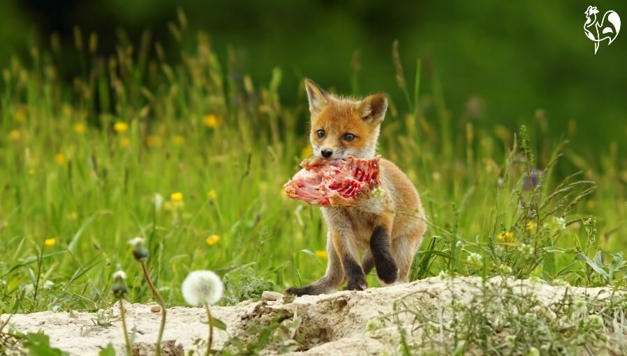 Red foxes how to manage the ultimate chicken predator.