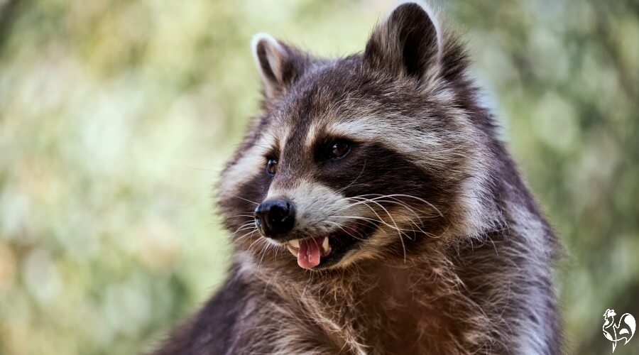 can a raccoon kill a small dog