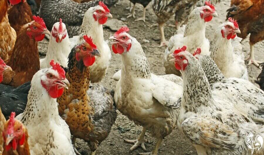 Back Yard Chickens The Law And You