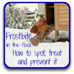 Treating frostbite - link.