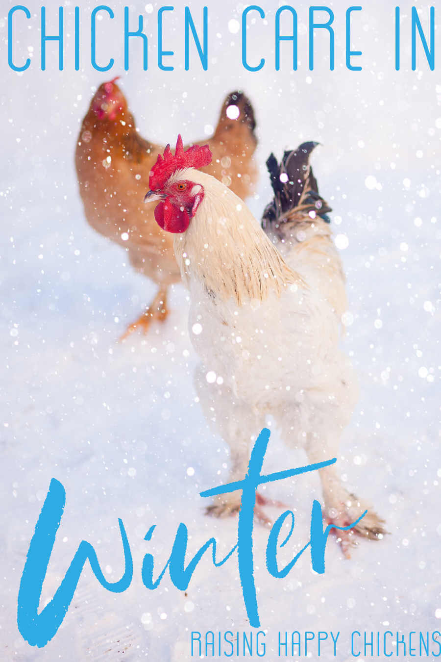 How to care for backyard chickens in winter.