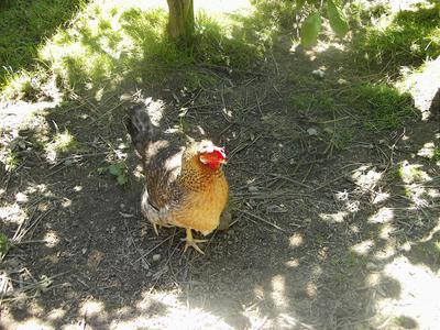 Skyline - our favourite chicken.