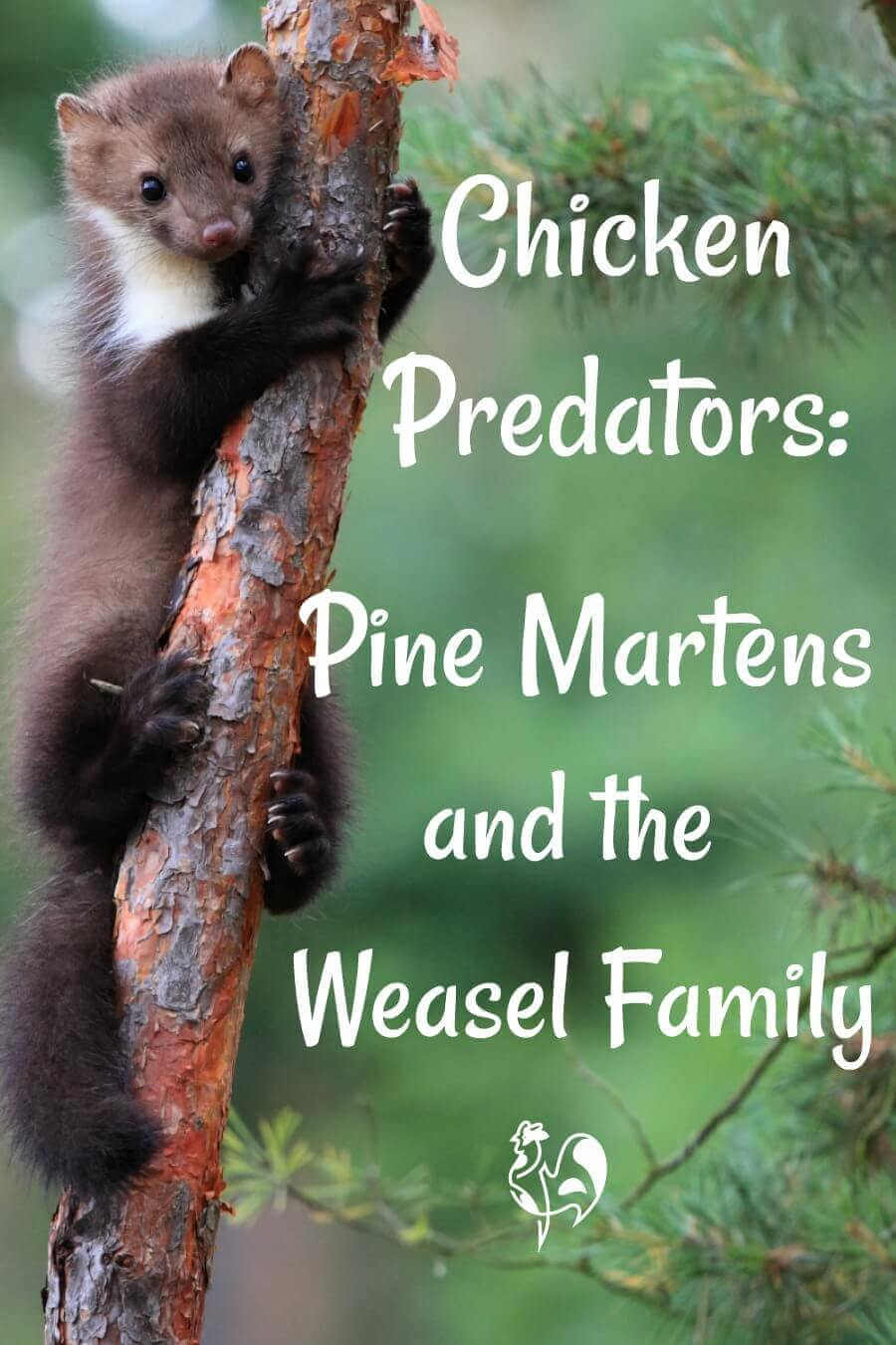 The pine marten: a cute but lethal chicken predator.