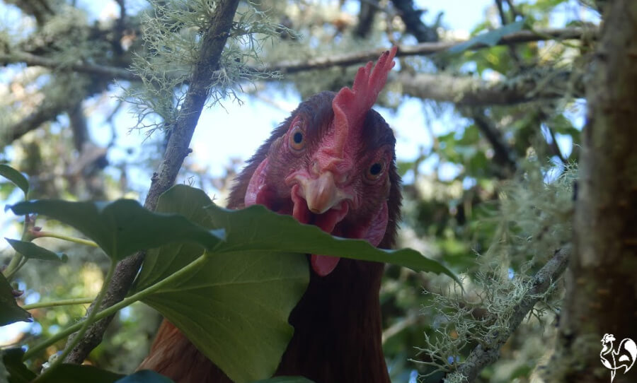 A Red Star chicken in an apple tree.