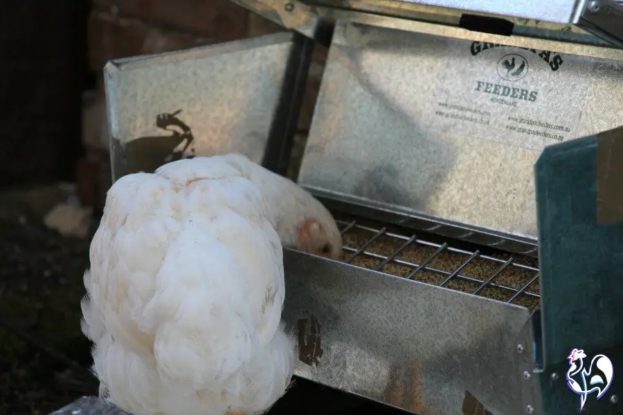 A white hen has her head right inside the feeder.