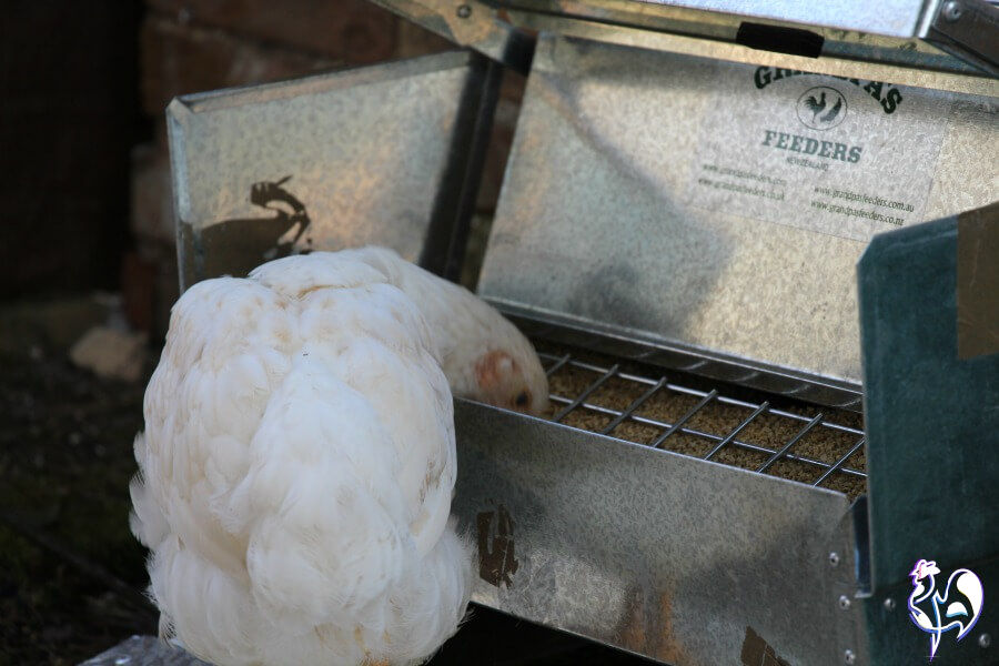 0円 人気メーカー・ブランド 5 Kg Automatic Chicken Feeder Trough With Rat Proof Feet And Waterproof Lid Self-Opening Pedal Metal For Poultry Ducks Famous1