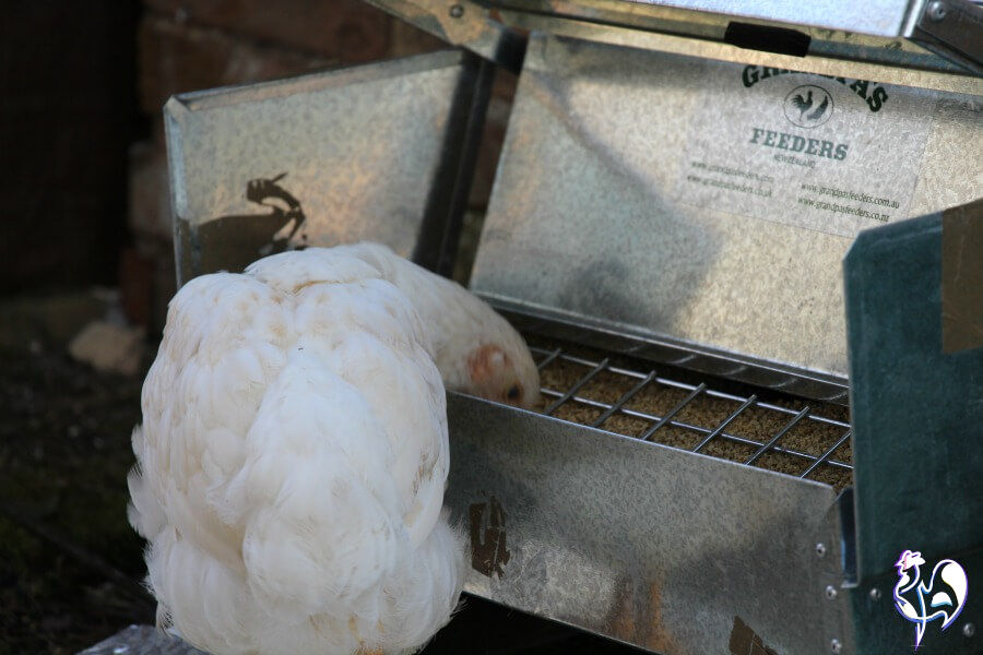 Grandpas automatic chicken clearance feeder