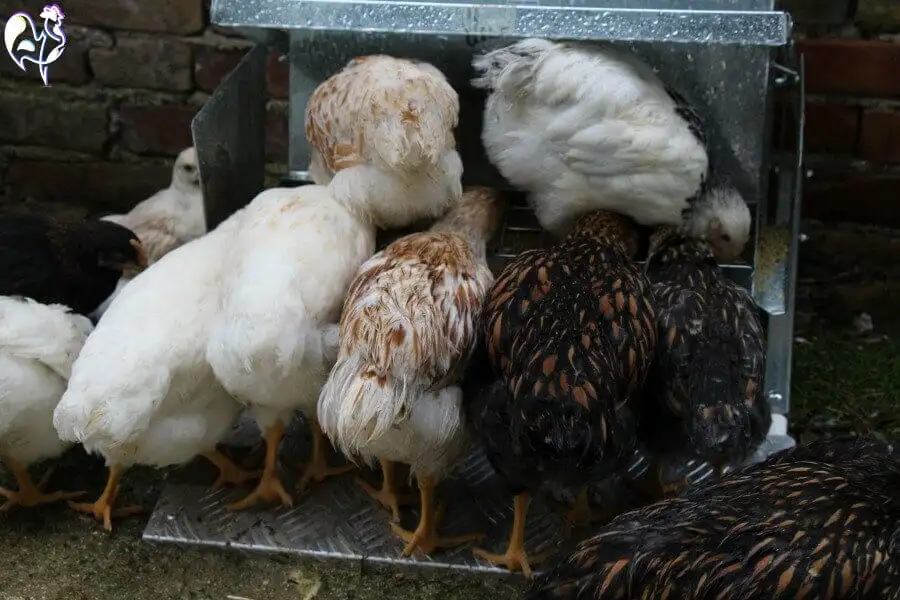 My flock descend on the feeder first thing in the morning.