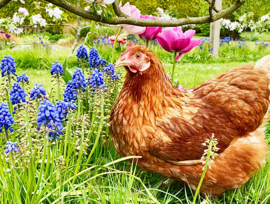 Vitamins for chickens are they necessary, and which are best?