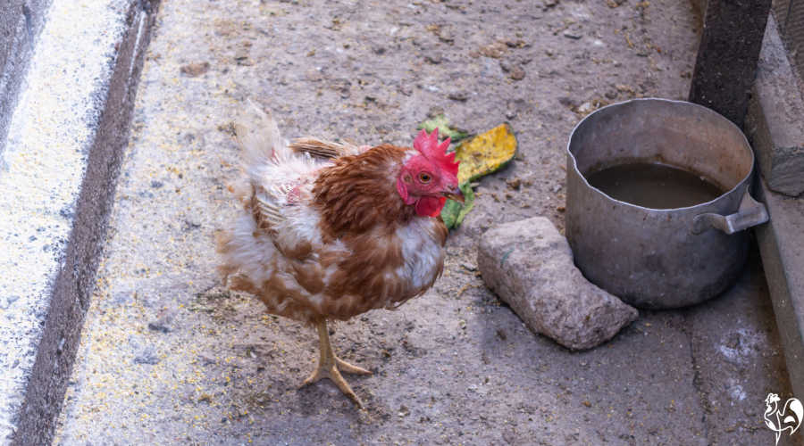 A sad chicken in a cement run.