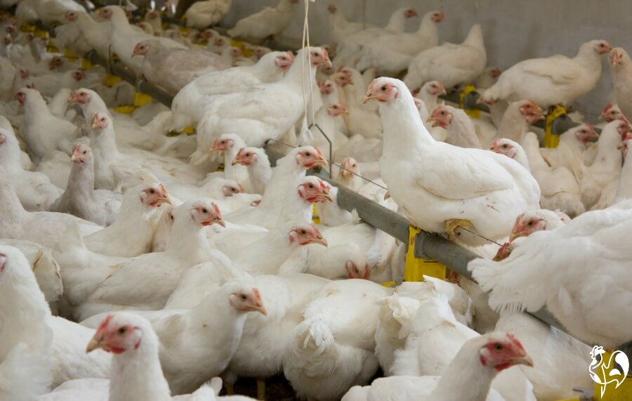 Large, commercial flocks are more prone to disease. Commercially produced hens squashed into a barn.