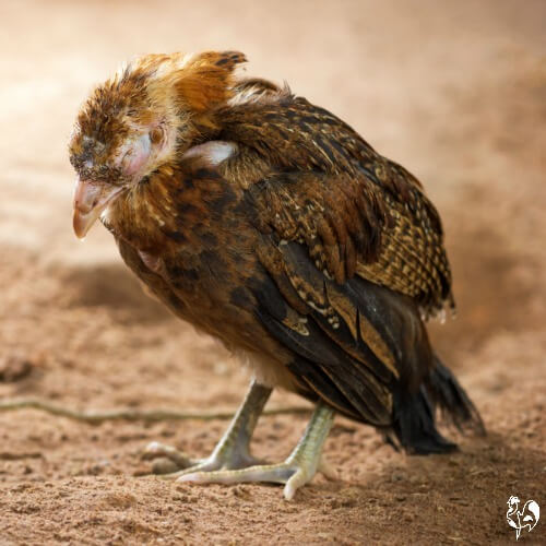 NegOcc biosecurity rules in place against bird flu