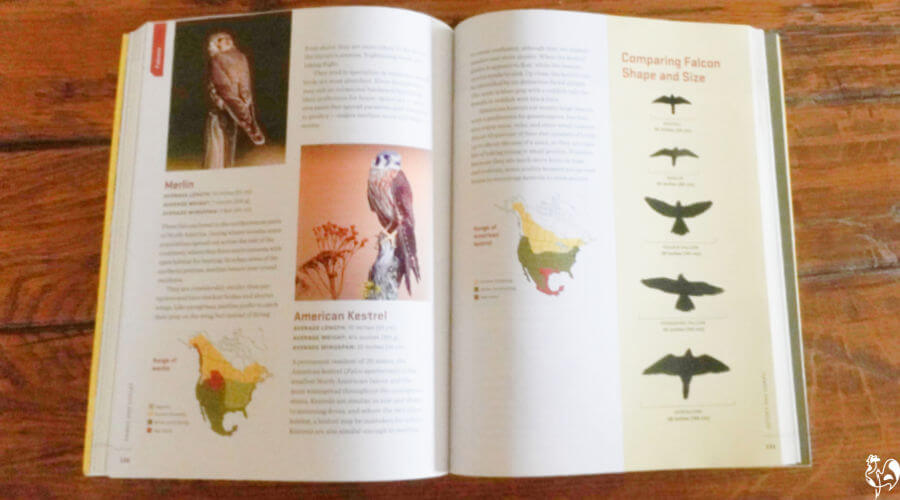 The birds of prey silhouettes are particularly useful. Chicken predators manual showing a page open at the birds of prey section.